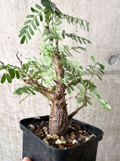 【現品限り】センナ・メリディオナリス 実生【AB60】 Senna meridionalis