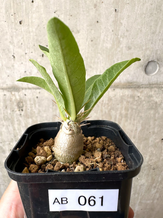 【現品限り】パキポディウム・レアリー【AB61】 Pachypodium lealii