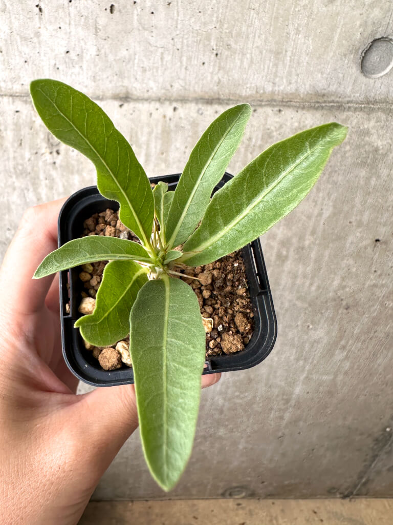 【現品限り】パキポディウム・レアリー【AB61】 Pachypodium lealii