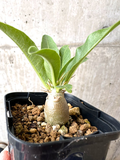 【現品限り】パキポディウム・レアリー【AB61】 Pachypodium lealii