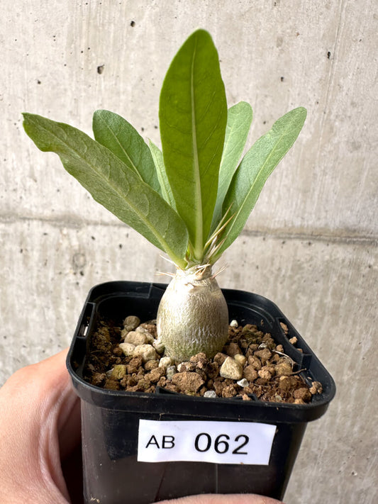【現品限り】パキポディウム・レアリー【AB62】 Pachypodium lealii
