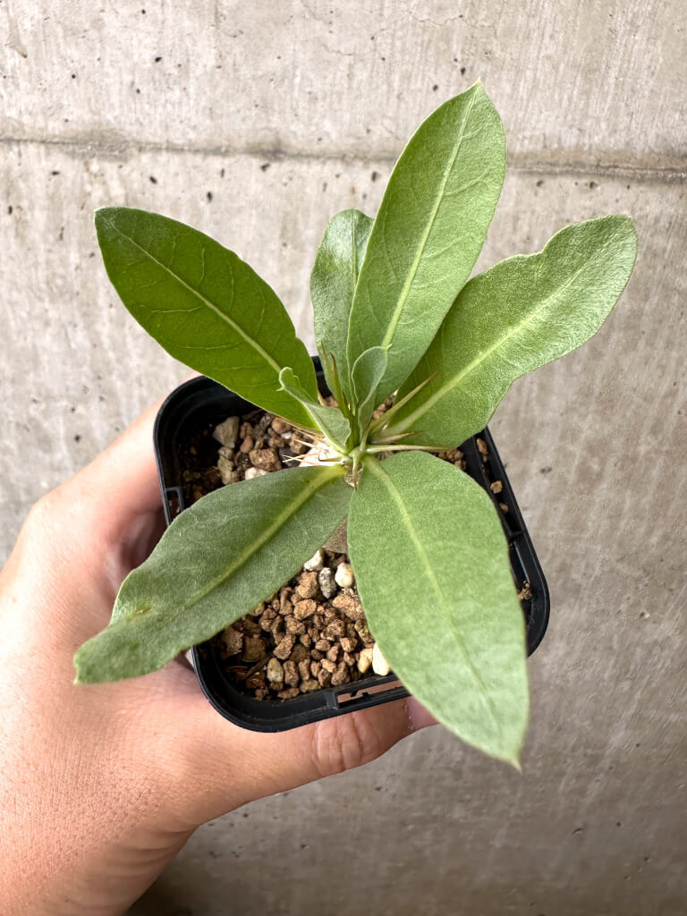 現品限り】パキポディウム・レアリー【AB62】 Pachypodium lealii 塊根