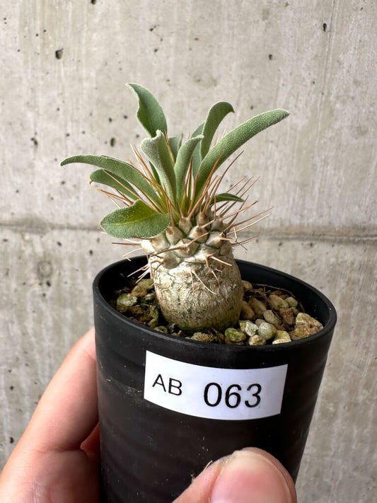 【現品限り】パキポディウム・ナマクアナム 光堂【AB63】 Pachypodium namaquanum