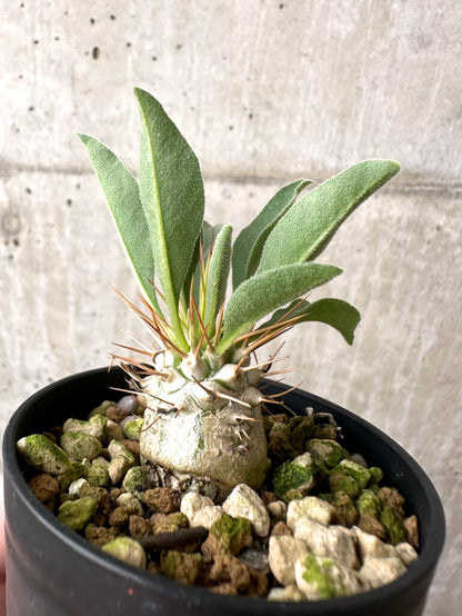 【現品限り】パキポディウム・ナマクアナム 光堂【AB64】 Pachypodium namaquanum