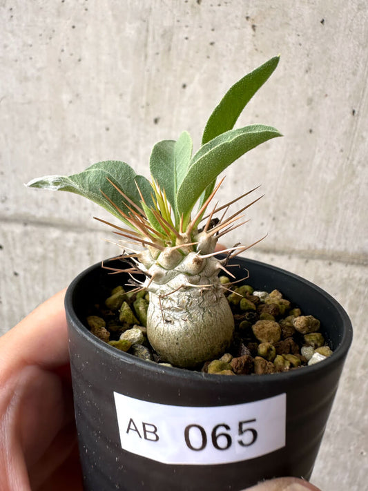 【現品限り】パキポディウム・ナマクアナム 根本傷あり【AB65】 Pachypodium namaquanum