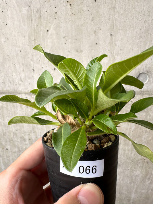 【現品限り】パキポディウム・ウィンゾリー 実生【AB66】 Pachypodium windsorii