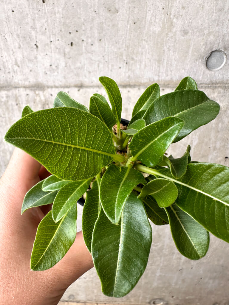 【現品限り】パキポディウム・ウィンゾリー 実生【AB66】 Pachypodium windsorii