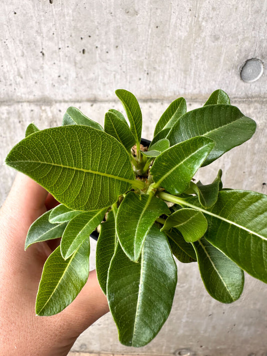【現品限り】パキポディウム・ウィンゾリー 実生【AB66】 Pachypodium windsorii