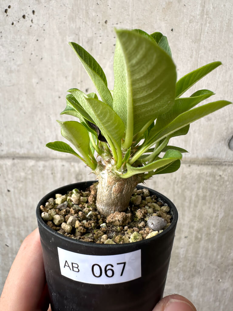 【現品限り】パキポディウム・ウィンゾリー 実生【AB67】 Pachypodium windsorii