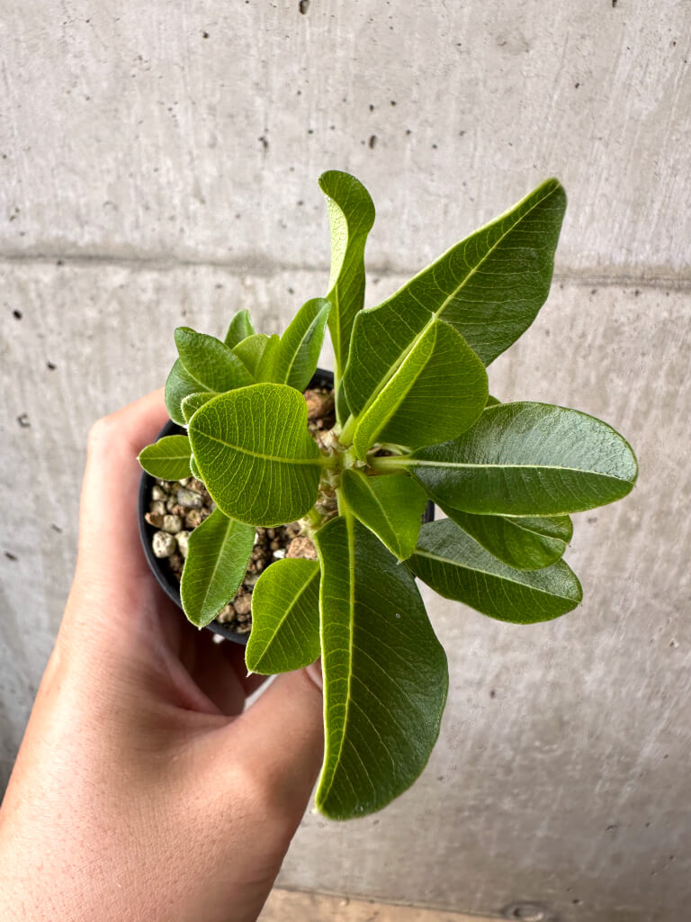 【現品限り】パキポディウム・ウィンゾリー 実生【AB67】 Pachypodium windsorii