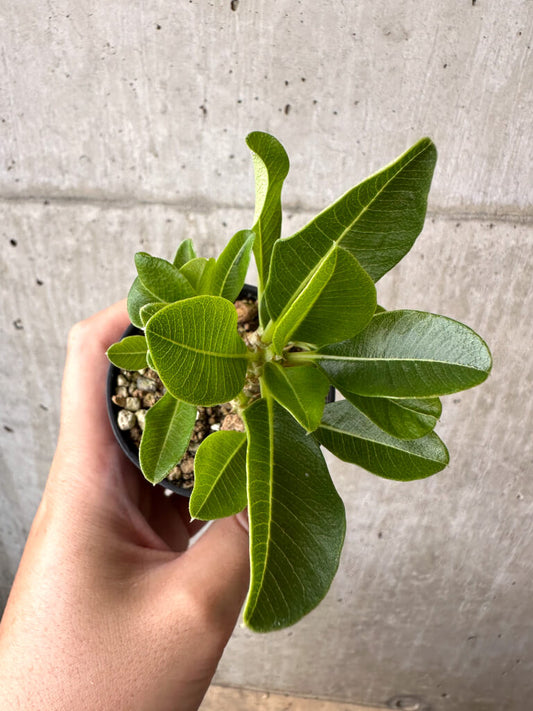 【現品限り】パキポディウム・ウィンゾリー 実生【AB67】 Pachypodium windsorii