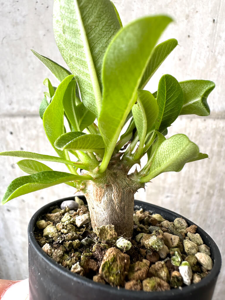 【現品限り】パキポディウム・ウィンゾリー 実生【AB67】 Pachypodium windsorii