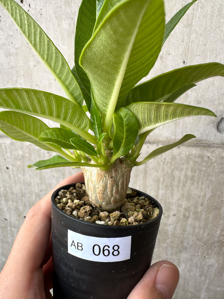 【現品限り】パキポディウム・ウィンゾリー 実生【AB68】 Pachypodium windsorii