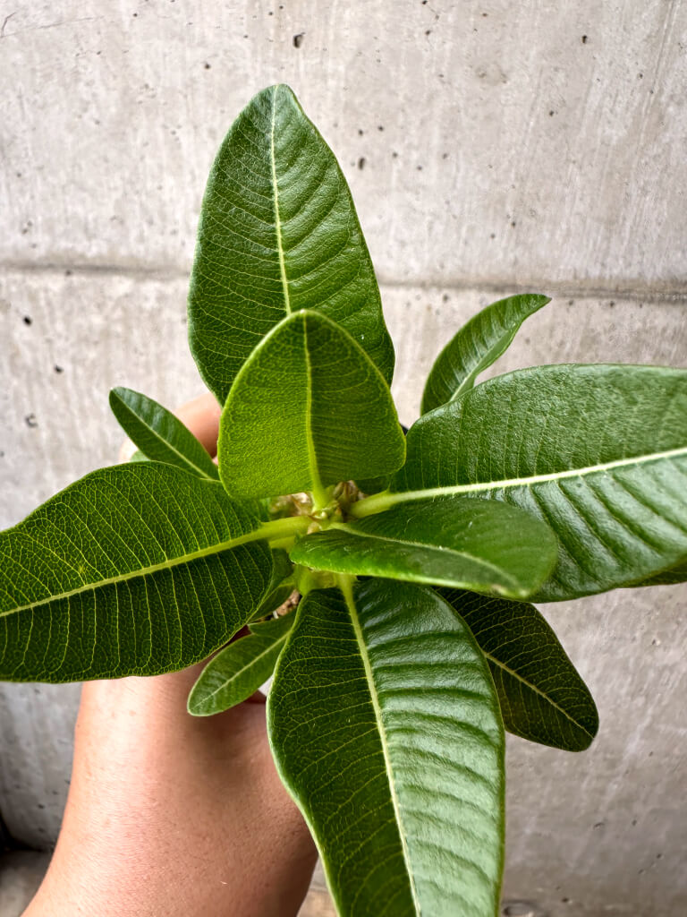 【現品限り】パキポディウム・ウィンゾリー 実生【AB68】 Pachypodium windsorii