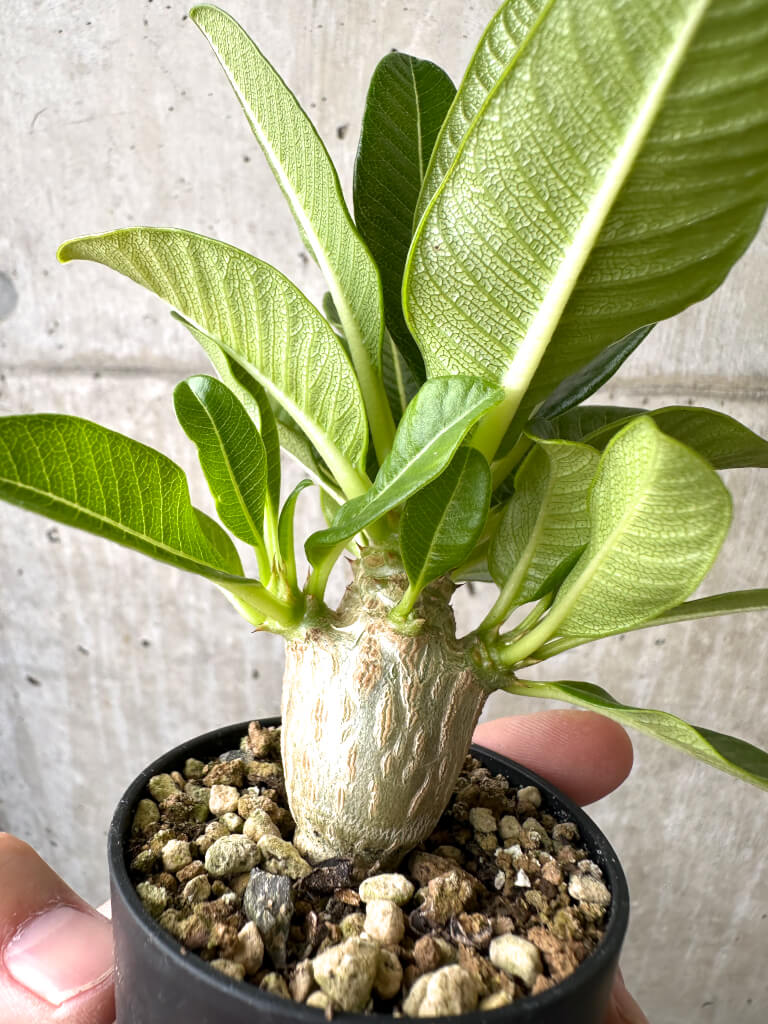 【現品限り】パキポディウム・ウィンゾリー 実生【AB68】 Pachypodium windsorii