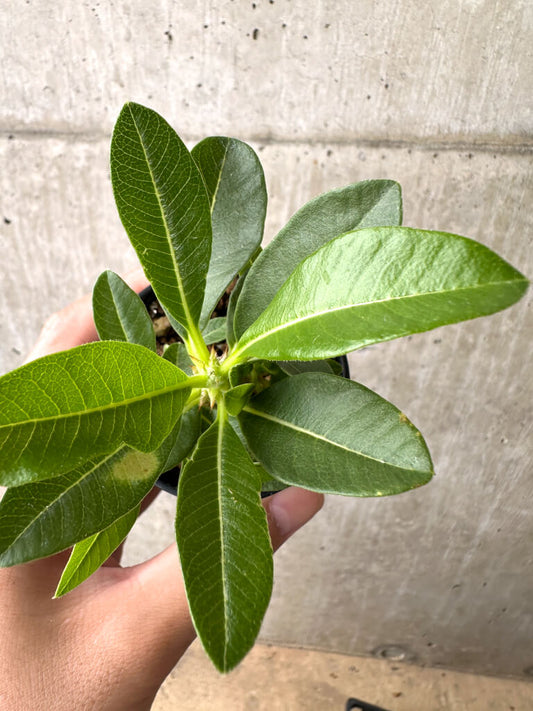 【現品限り】パキポディウム・ウィンゾリー 実生【AB69】 Pachypodium windsorii