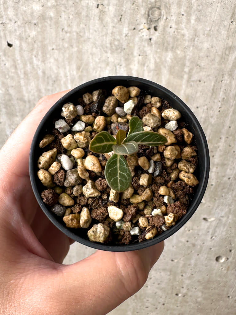 現品限り】アデニウム・ソコトラナム 実生【AB6】 Adenium socotranum