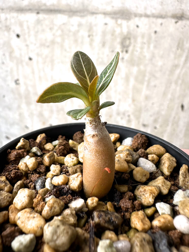 現品限り】アデニウム・ソコトラナム 実生【AB6】 Adenium socotranum