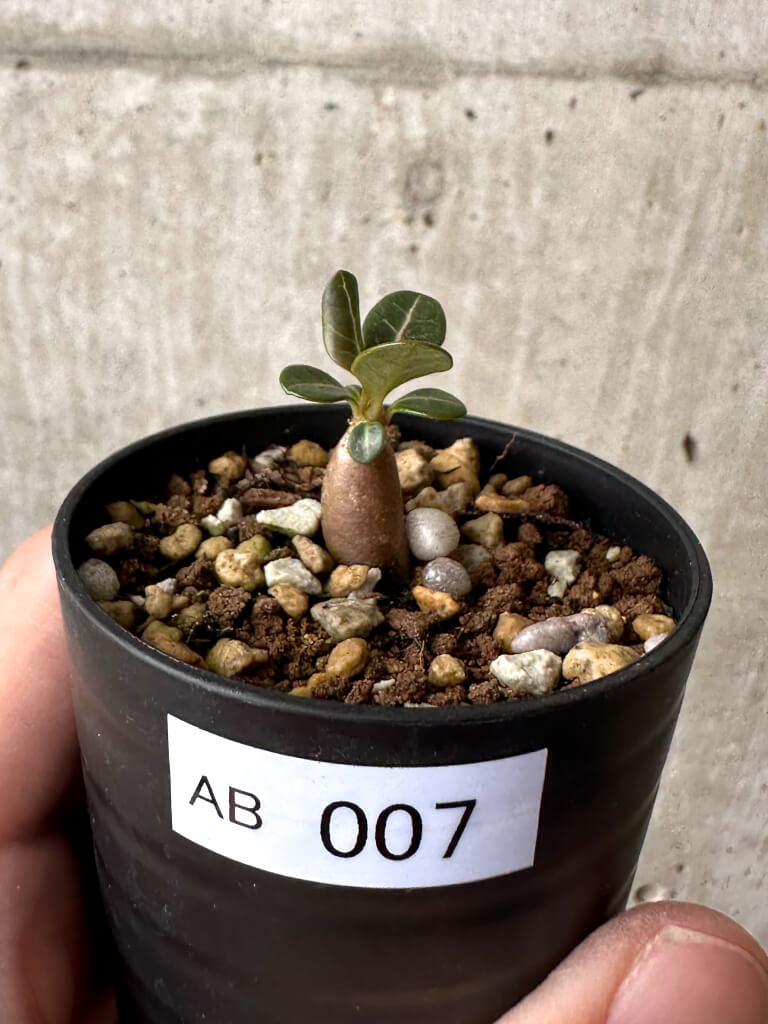 【現品限り】アデニウム・ソコトラナム 実生【AB7】 Adenium socotranum