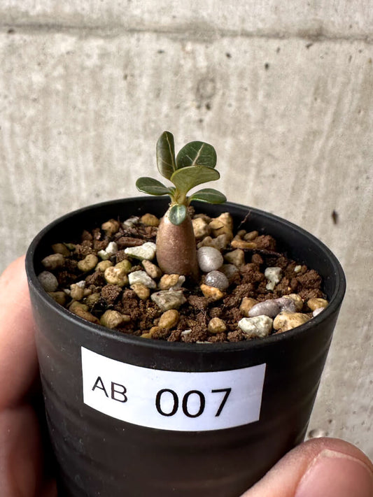 【現品限り】アデニウム・ソコトラナム 実生【AB7】 Adenium socotranum