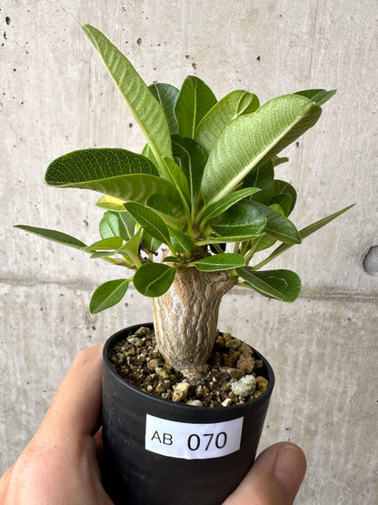 【現品限り】パキポディウム・ウィンゾリー 実生【AB70】 Pachypodium windsorii