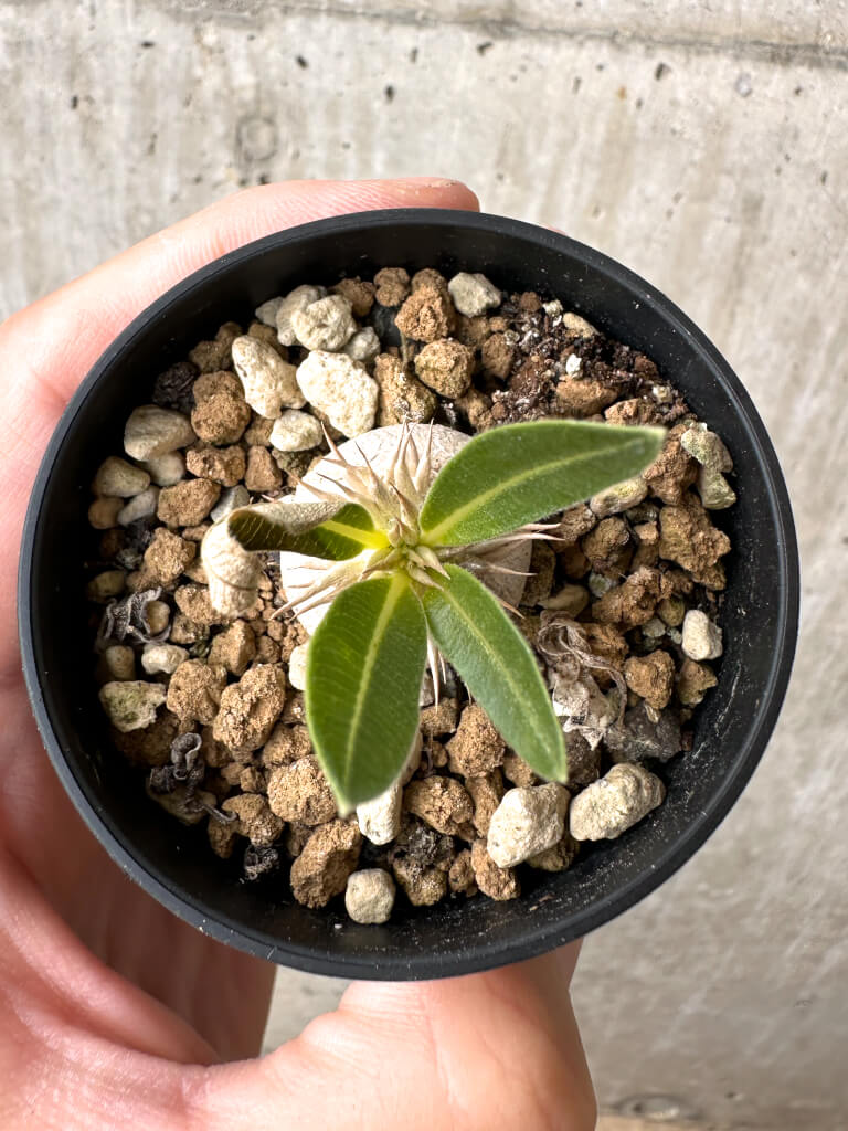 現品限り】パキポディウム・エニグマチカム【AB71】 Pachypodium
