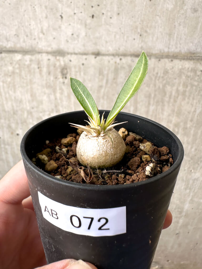 【現品限り】パキポディウム・エニグマチカム【AB72】 Pachypodium enigmaticum