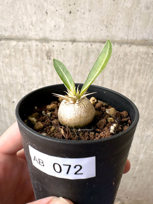 【現品限り】パキポディウム・エニグマチカム【AB72】 Pachypodium enigmaticum