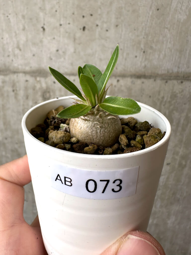 【現品限り】パキポディウム・エニグマチカム【AB73】 Pachypodium enigmaticum