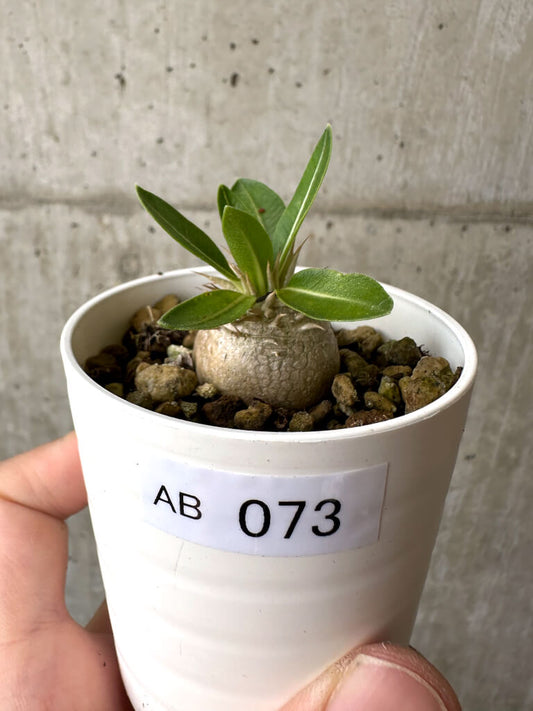【現品限り】パキポディウム・エニグマチカム【AB73】 Pachypodium enigmaticum