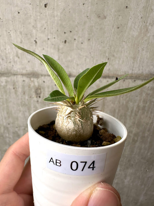 【現品限り】パキポディウム・エニグマチカム【AB74】 Pachypodium enigmaticum