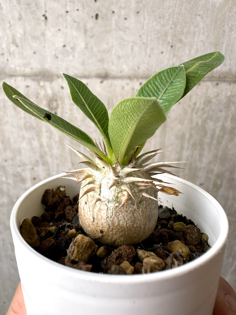 現品限り】パキポディウム・エニグマチカム【AB74】 Pachypodium