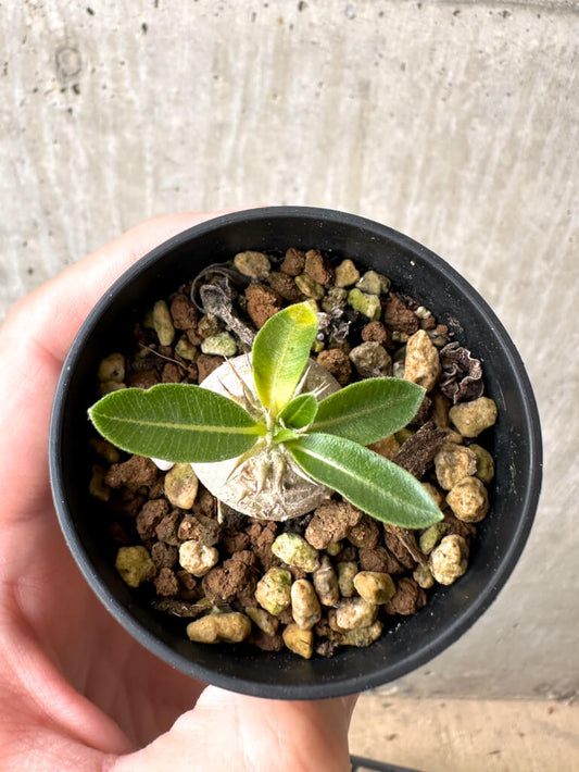 【現品限り】パキポディウム・エニグマチカム【AB75】 Pachypodium enigmaticum