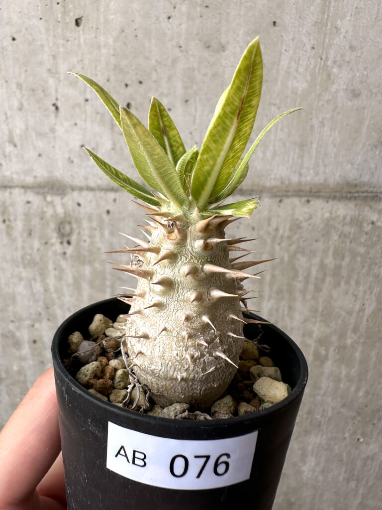 【現品限り】パキポディウム・ロスラーツム 実生【AB76】 Pachypodium rosulatum