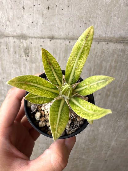 【現品限り】パキポディウム・ロスラーツム 実生【AB76】 Pachypodium rosulatum