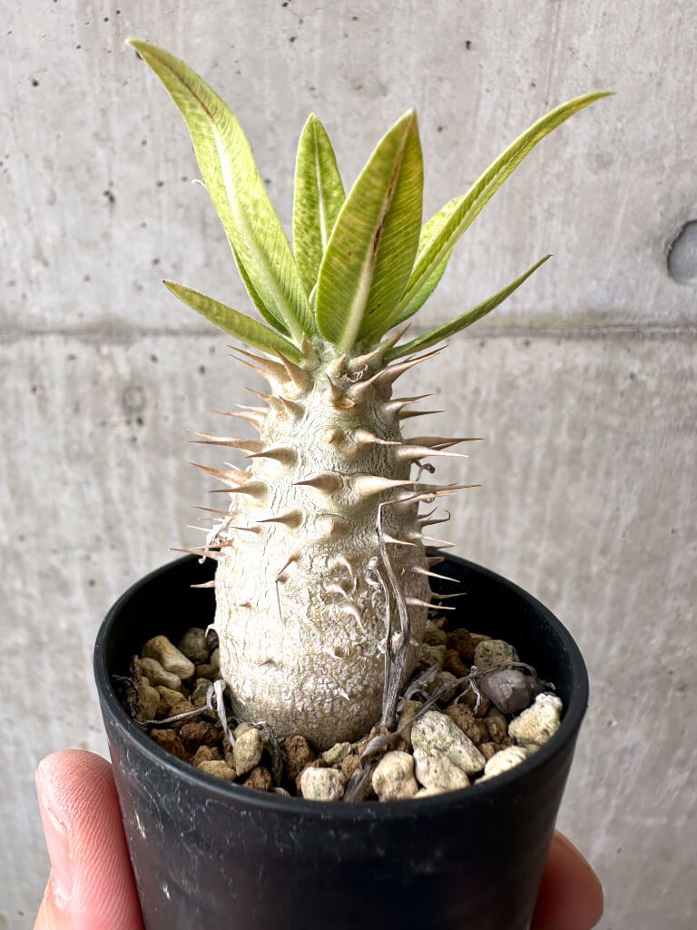 【現品限り】パキポディウム・ロスラーツム 実生【AB76】 Pachypodium rosulatum