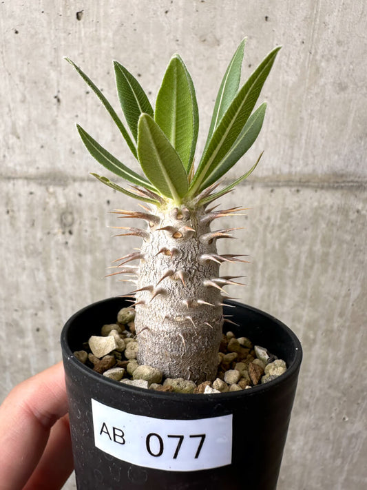 【現品限り】パキポディウム・ロスラーツム 実生【AB77】 Pachypodium rosulatum