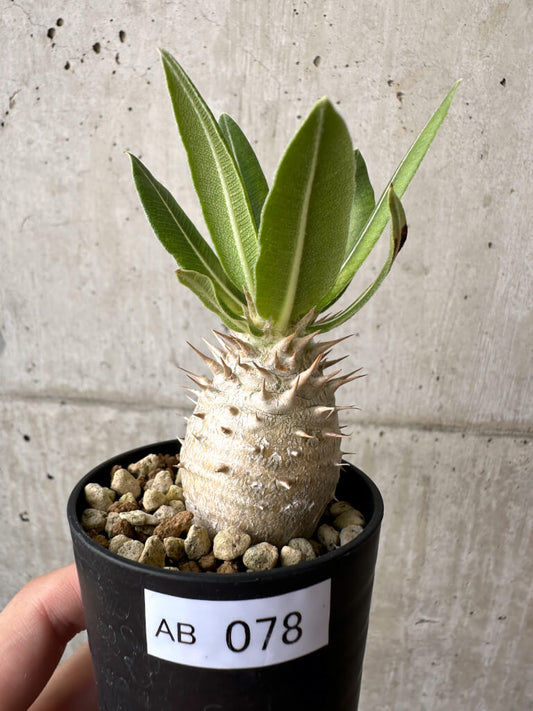 【現品限り】パキポディウム・ロスラーツム 実生【AB78】 Pachypodium rosulatum