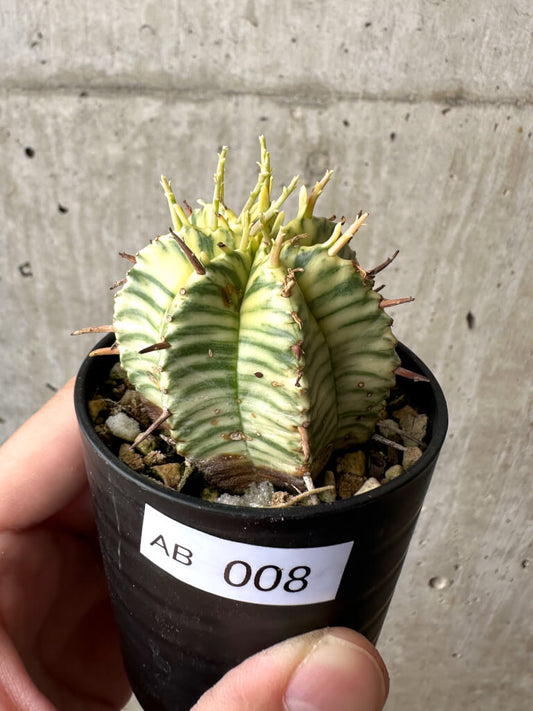【現品限り】ユーフォルビア・メロフォルミス錦【AB8】 Euphorbia meloformis f. variegata