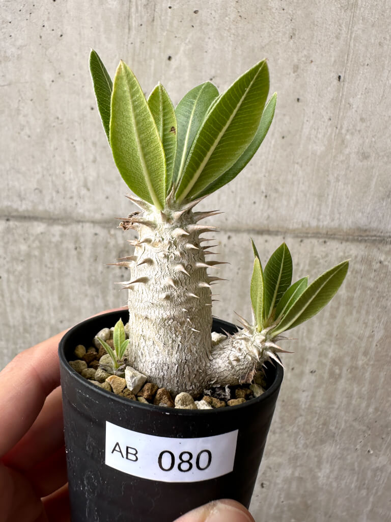【現品限り】パキポディウム・ロスラーツム 実生【AB80】 Pachypodium rosulatum