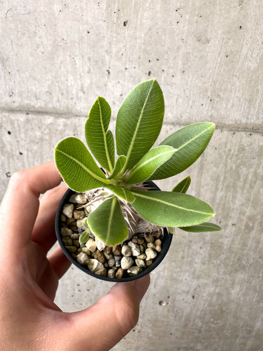 【現品限り】パキポディウム・ロスラーツム 実生【AB80】 Pachypodium rosulatum