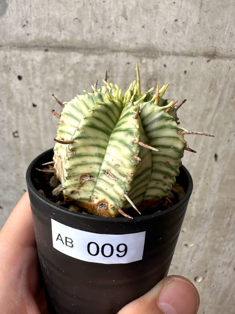 【現品限り】ユーフォルビア・メロフォルミス錦【AB9】 Euphorbia meloformis f. variegata