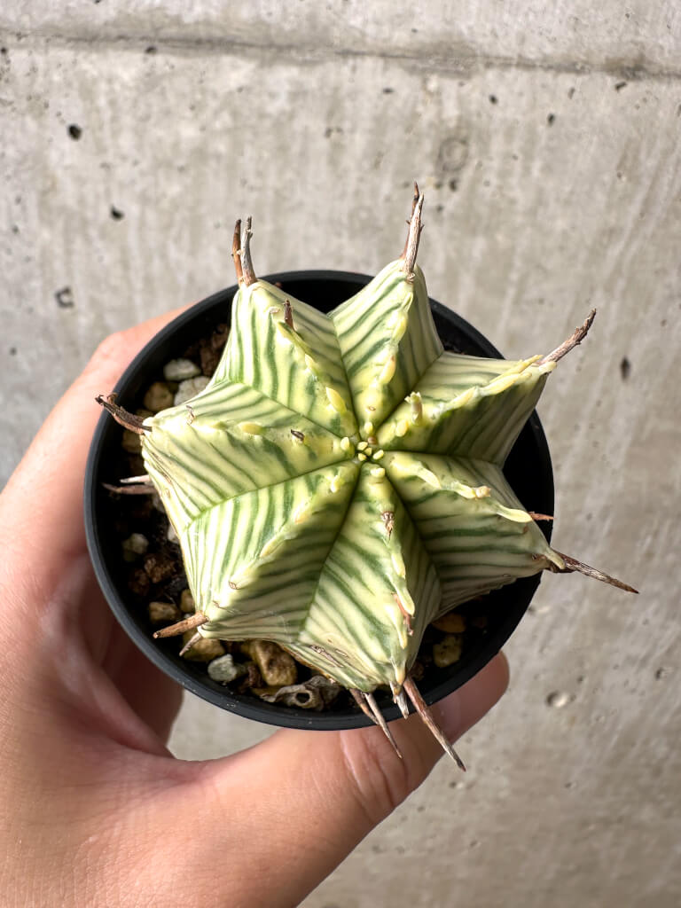 【現品限り】ユーフォルビア・メロフォルミス錦【AB9】 Euphorbia meloformis f. variegata