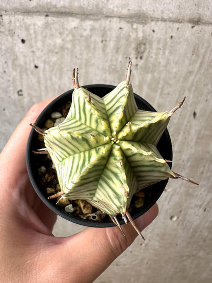 【現品限り】ユーフォルビア・メロフォルミス錦【AB9】 Euphorbia meloformis f. variegata