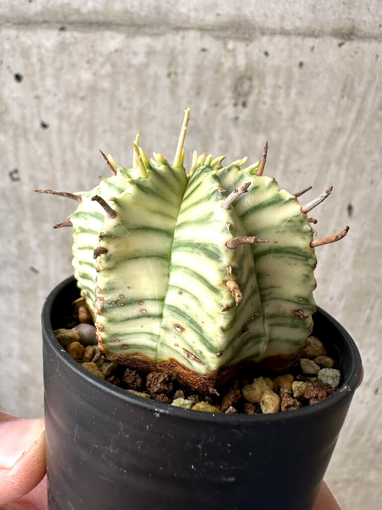 【現品限り】ユーフォルビア・メロフォルミス錦【AB9】 Euphorbia meloformis f. variegata