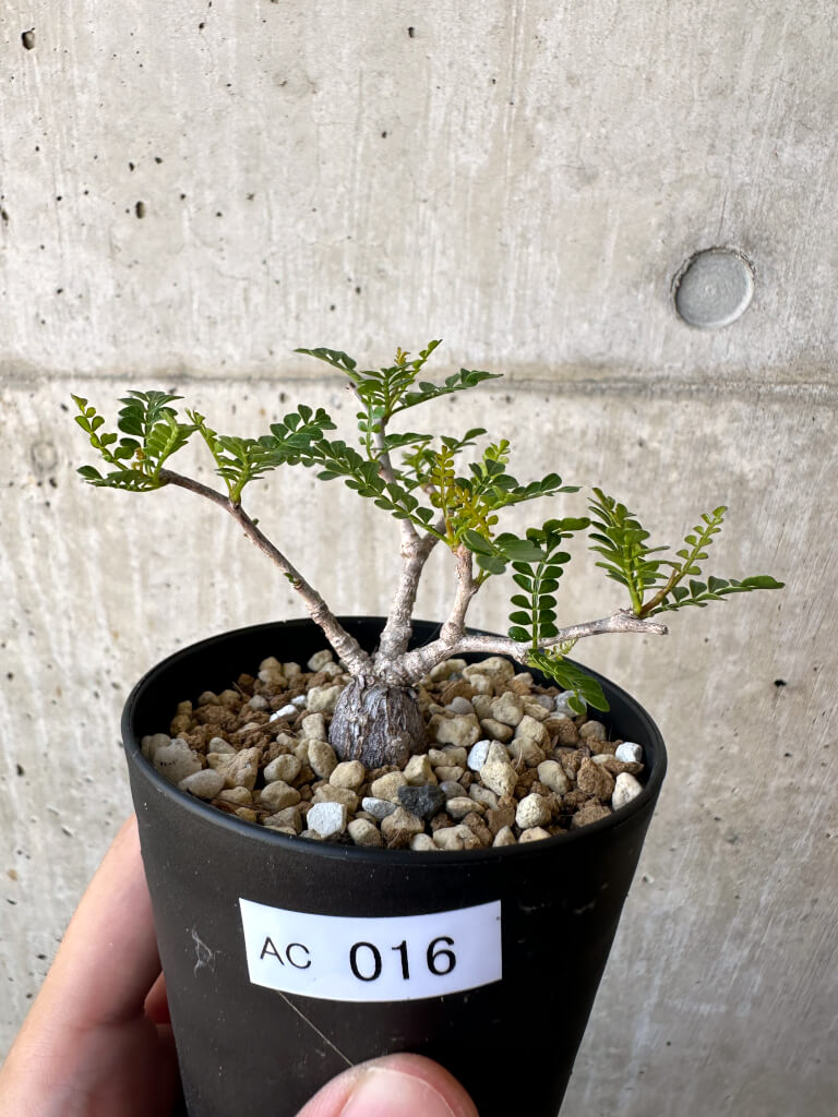 【現品限り】オペルクリカリア・パキプス 根挿し【AC16】 Operculicarya pachypus