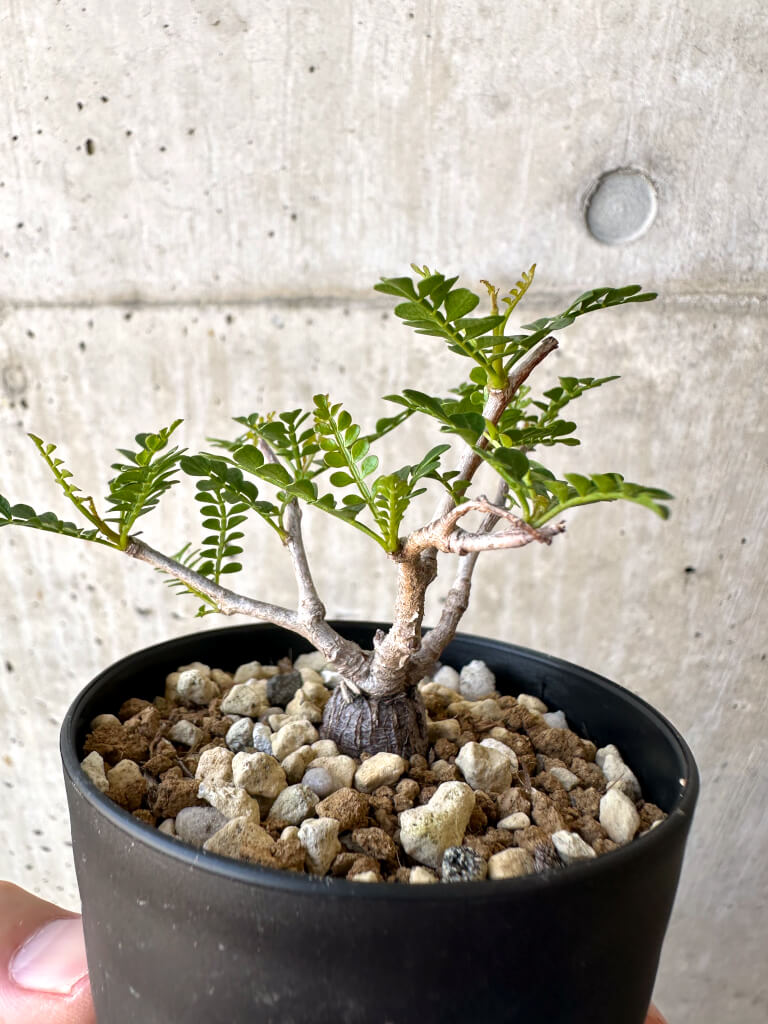 【現品限り】オペルクリカリア・パキプス 根挿し【AC16】 Operculicarya pachypus