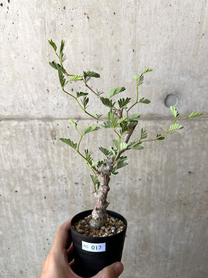 【現品限り】センナ・メリディオナリス 実生【AC17】 Senna meridionalis