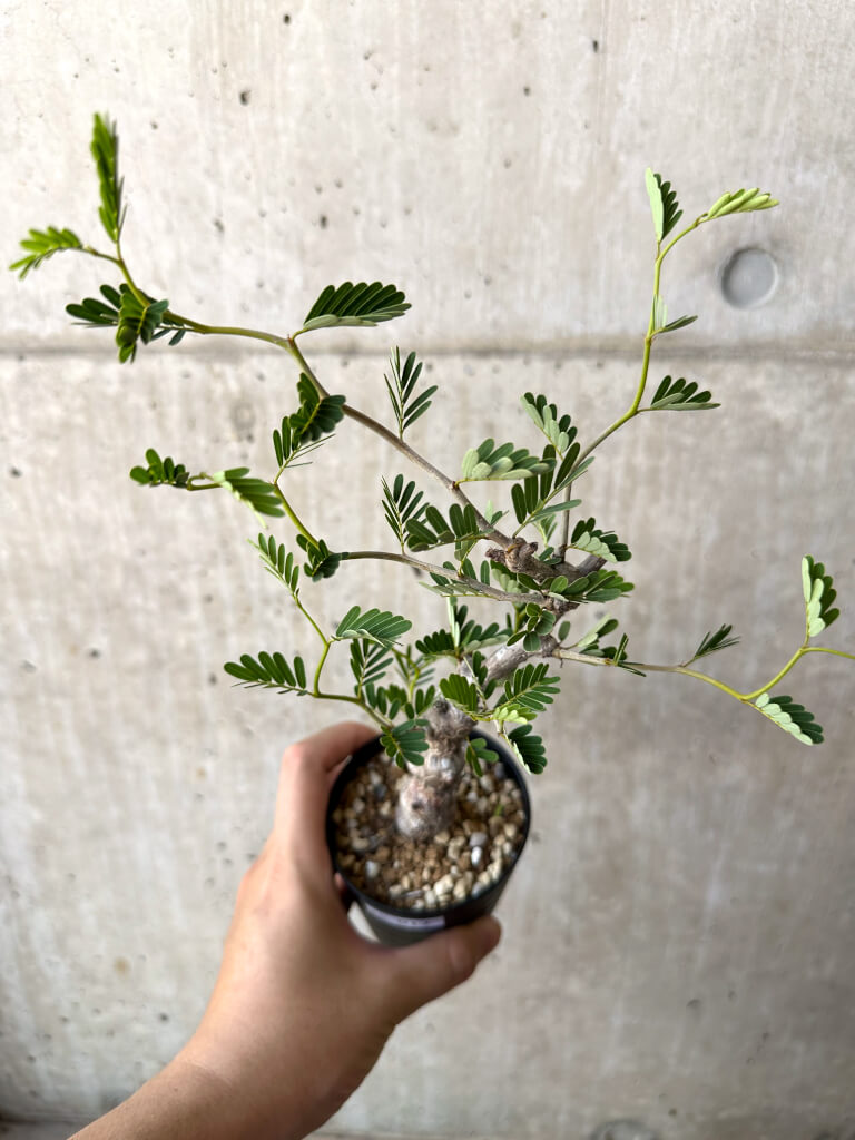 【現品限り】センナ・メリディオナリス 実生【AC17】 Senna meridionalis