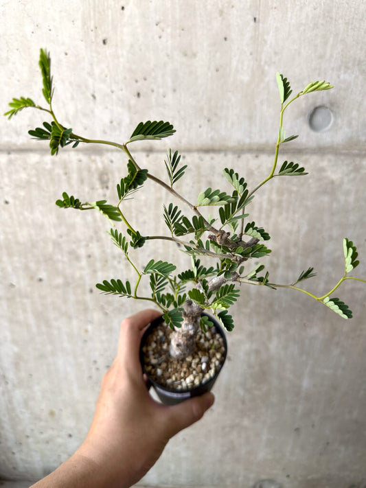 【現品限り】センナ・メリディオナリス 実生【AC17】 Senna meridionalis